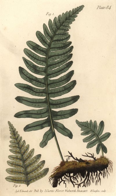 Rockcap eğrelti otu veya polipod, Polypodium vulgare, Filices. Lambeth
