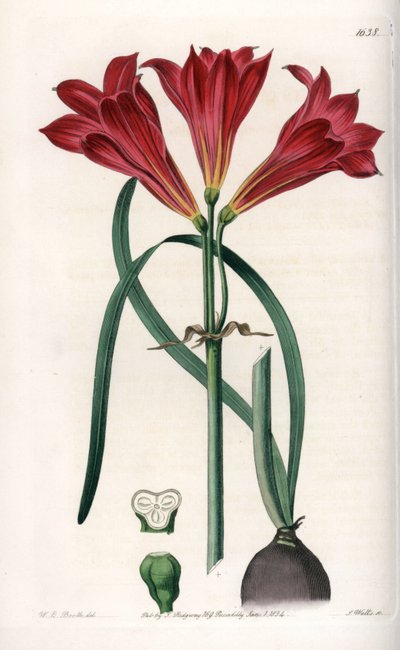 Rodophiale bifide - S.Watts tarafından oyulmuş tahta, Sarah Anne Drake (1803-1857), Sydenham Edwards Botanik Kaydı