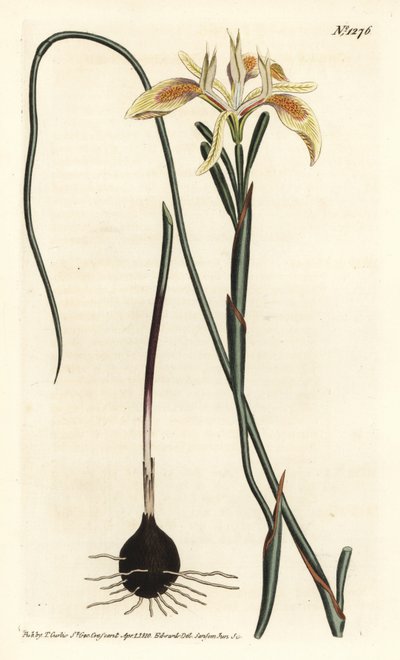 Sarmal yapraklı moraea, Moraea angusta. William Curtis
