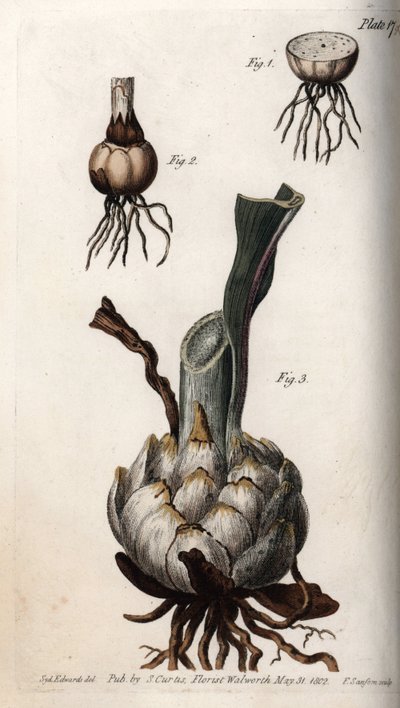 Zambak kökü ve ampulü. Renkli bakır gravür, Sydenham Edwards (1768-1819) tarafından Botanik Konferansları için illüstrasyon, Lambeth Botanik Bahçesi (İngiltere) by Sydenham Teast Edwards