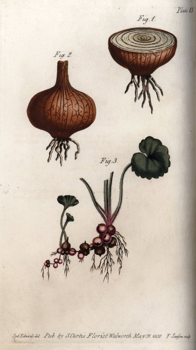 Soğan ve saksafon, granül veya sözde soğanların kökleri ve soğanları. Renkli bakır gravür, Sydenham Edwards (1768-1819) tarafından Botanik Konferansları için illüstrasyon, Lambeth Botanik Bahçesi (İngiltere) by Sydenham Teast Edwards
