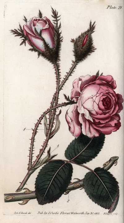Gül, gül çiçeği yüz yaprağı. Renkli bakır gravür, Sydenham Edwards (1768-1819) tarafından Botanik Konferansları için illüstrasyon, Lambeth Botanik Bahçesi (İngiltere) by Sydenham Teast Edwards