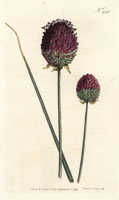 Yuvarlak başlı sarımsak, Allium sphaerocephalon (Mor başlı sarımsak, Allium inen). William Curtis