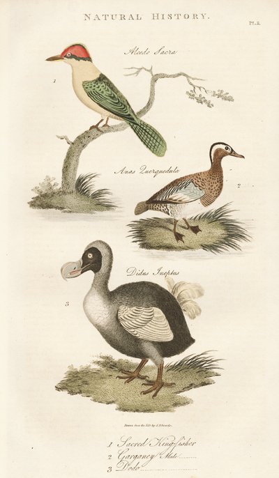 Kutsal Yalıçapkını, Garganey ve Dodo by Sydenham Teast Edwards
