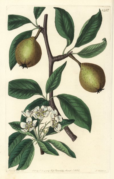 Adaçayı yaprağı armut - adaçayı yapraklı armut, Pyrus salviifolia (Pyrus salvifolia). Sydenham Edwards