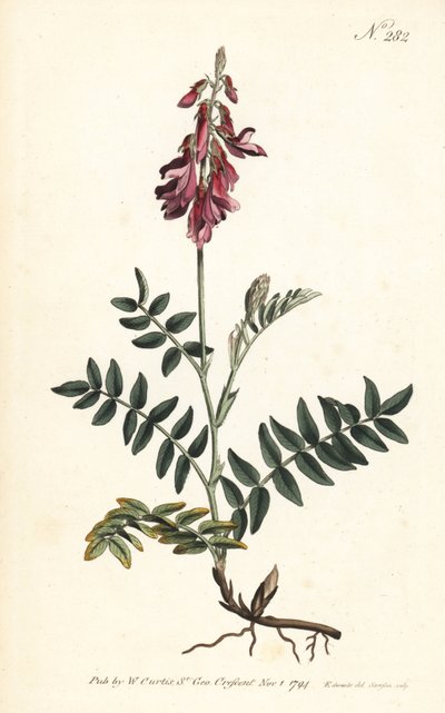 Sainfoin des Alpes - Alp korungası, Hedysarum hedysaroides (Sürünen köklü hedysarum obscurum) - William Curtis