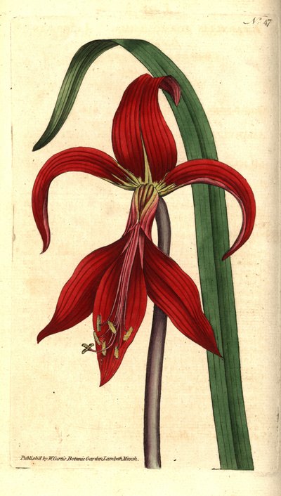 Saint James Lily - Jakoben zambak veya Aztek zambak, Sprekelia formosissima (Jacobean nergis zambağı, Amaryllis formosissima). William Curtis