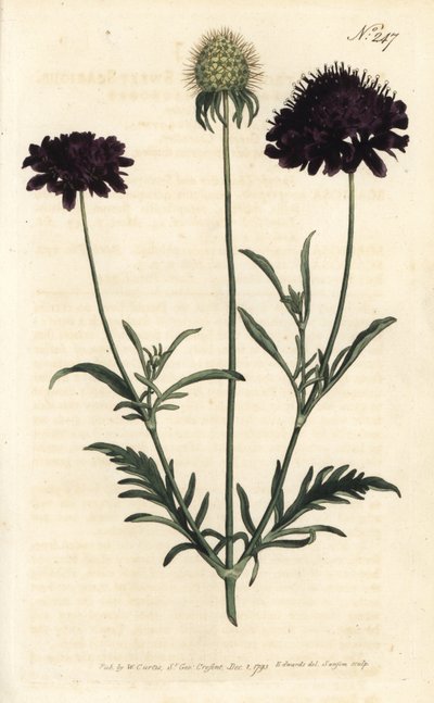 Bahçelerde uyuz - Tatlı uyuz, Scabiosa atropurpurea. Sydenham Edwards rom William Curtis
