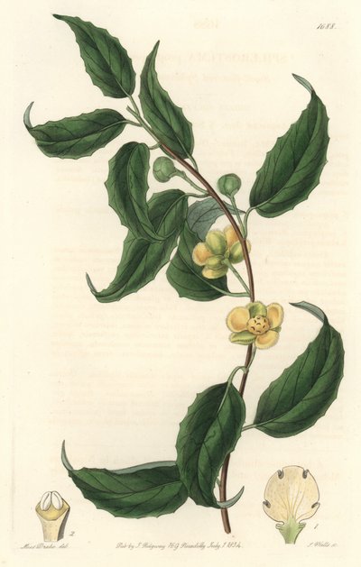 Schisandra