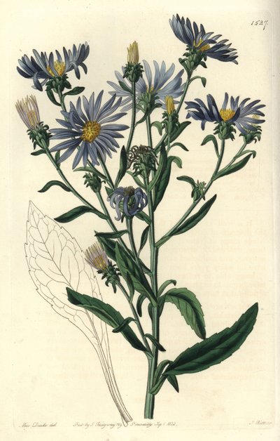 Shewy aster, Aster spectabilis. Sydenham Edwards