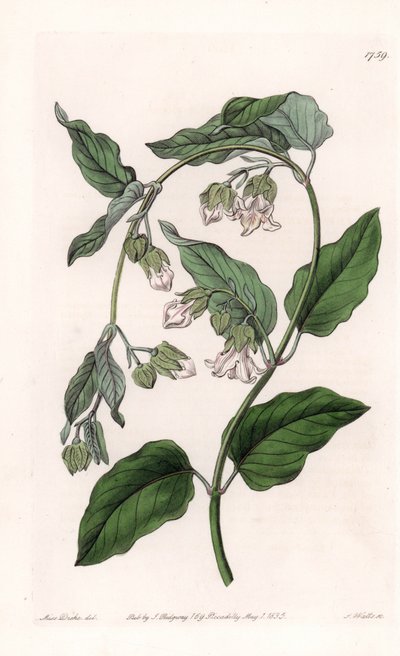 İpek Tutucu Araujia - Sydenham Edwards Botanik Sicilinden (1768-1819), İngiltere