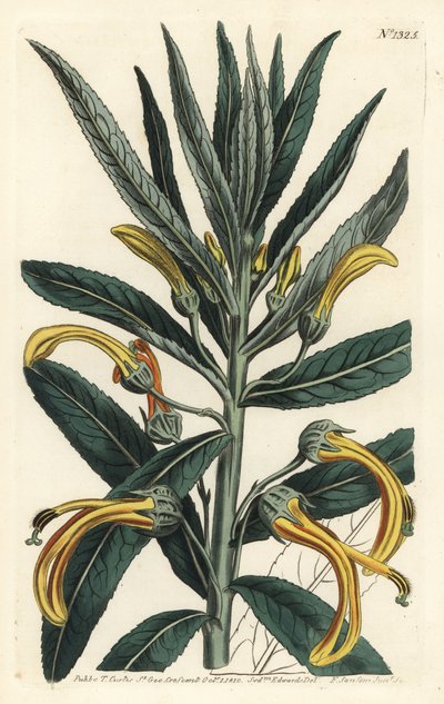 Siphocampylus giganteus, nesli tehlikede (Dev lobelia, Lobelia gigantea). William Curtis