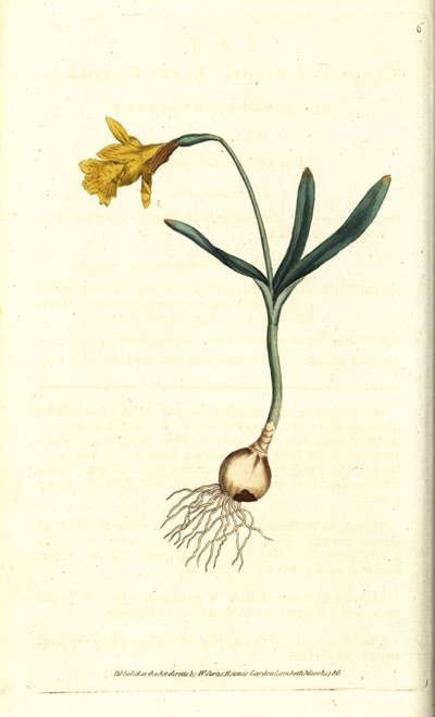 Küçük nergis - En az nergis, Narcissus pseudonarcissus subsp. minör (Nergis minör). William Curtis