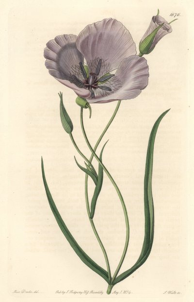 Splendid calochorte (muhteşem mariposa), California
