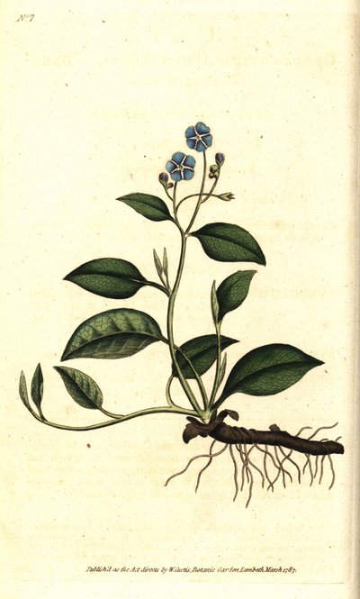 Bahar Omphalodes veya Printaniere Küçük Hodan - Sürünen göbek otu, Omphalodes verna (mavi göbek otu, Cynoglossum omphalodes). William Curtis
