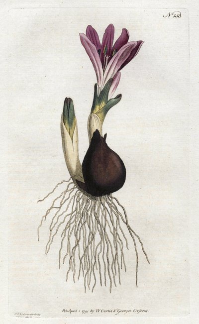 Spring bulbocode veya campanette - William Curtis