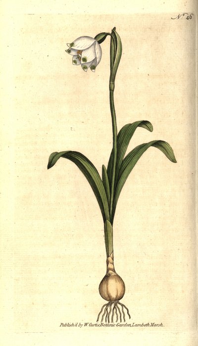 Yay seviyesi veya Claudinette - Bahar kar tanesi, Leucojum vernum. William Curtis