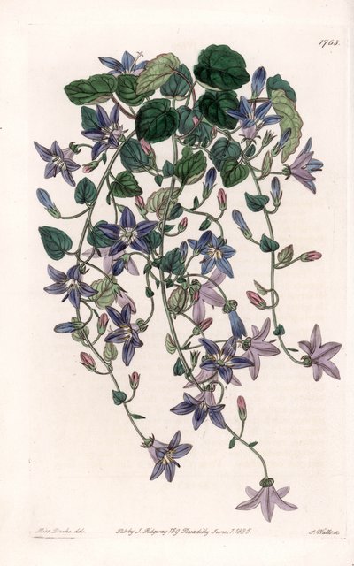 Yıldız çan çiçeği - S.Watts tarafından oyulmuş plaka, Sarah Anne Drake (1803-1857), Sydenham Edwards Botanik Kaydı