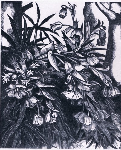 Stinking Hellebore, İngiltere
