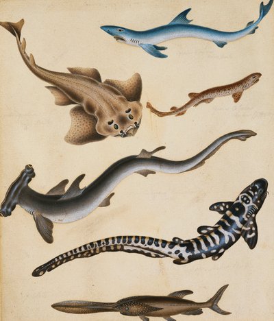Shark, Pikefish, Carp ve Gillhead dahil olmak üzere Balık Çalışmaları, by Sydenham Teast Edwards