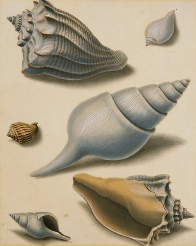 Kabuklar ve Deniz Flora Çalışmaları, by Sydenham Teast Edwards