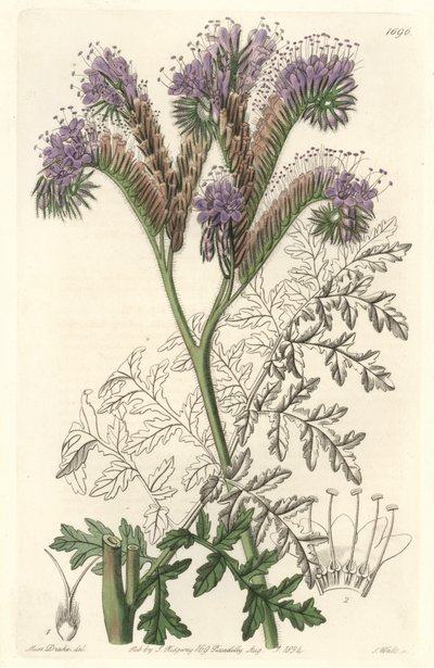 Tansy yaprak phacelia, Kaliforniya