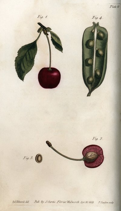 Bezelye perikarp (baklagil) ve kiraz meyvesinin (veya yabani kiraz veya kuşların) bölümü. Renkli bakır gravür, Sydenham Edwards (1768-1819) tarafından Botanik Konferansları için illüstrasyon, Lambeth Botanik Bahçesi (İngiltere) by Sydenham Teast Edwards
