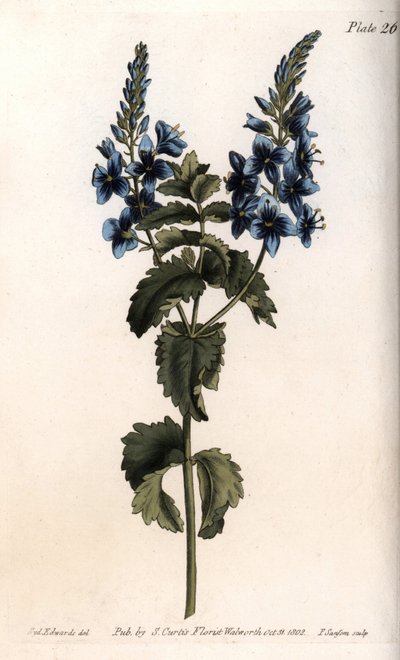 Veronica küçük meşe veya yalancı gerdan. Renkli bakır gravür, Sydenham Edwards (1768-1819) tarafından Botanik Konferansları için illüstrasyon, Lambeth Botanik Bahçesi (İngiltere) by Sydenham Teast Edwards
