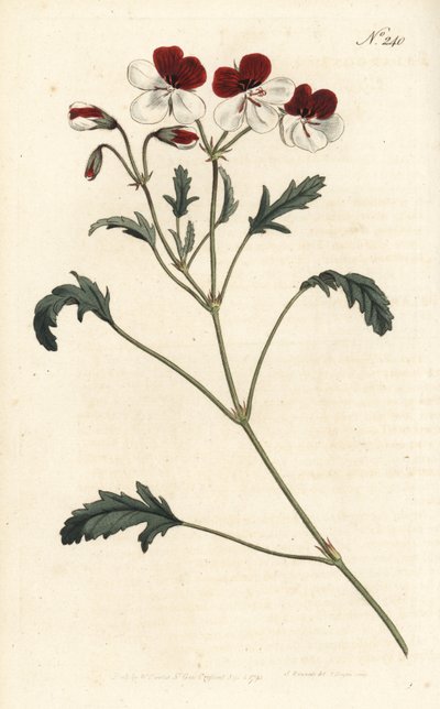 Üç renkli vinç faturası, Pelargonium üç renkli. Sydenham Edwards rom William Curtis