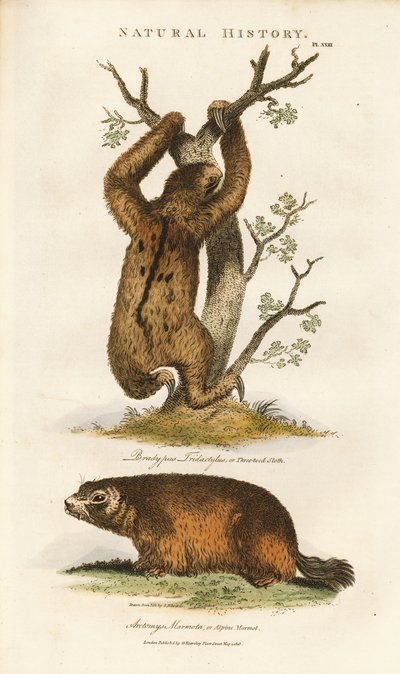 Üç parmaklı tembel hayvan ve Alp dağ sıçanı by Sydenham Teast Edwards