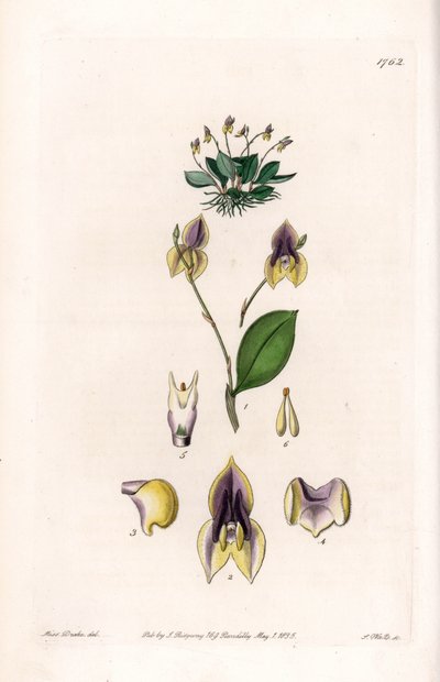 Üç diş Lepanthe - Sydenham Edwards Botanik Sicilinden (1768-1819), İngiltere