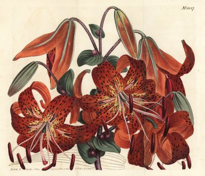 Kaplan zambağı - Kaplan zambağı, Lilium lancifolium (Tyger benekli Çin zambağı, Lilium tigrinum). William Curtis