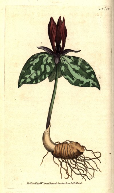 Toadshade veya sapsız trillium, Trillium sapsız. William Curtis
