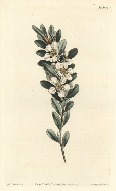 Ağaç veya Avustralya mersini - Kıyı çay ağacı, Leptospermum laevigatum (Pürüzsüz kumaş, Fabricia laevigata). William Curtis
