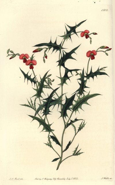 Üçgen korozema, Chorozema triangulare. J.T.