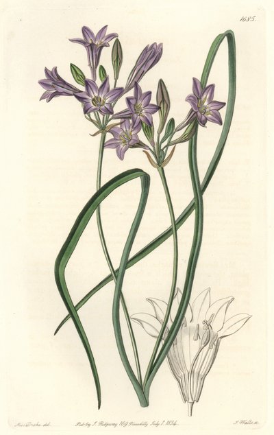 Triteleia ou brodiacea lache - Sarah Anne Drake
