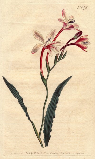 Tritonia, Güney Afrika