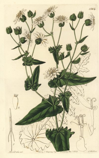 Şalgam yapraklı misk-acı, Moscharia pinnatifida. Sydenham Edwards