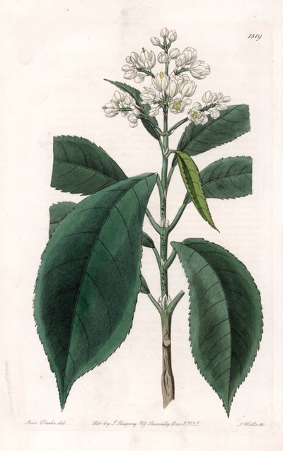 Turpinia Variete - S.Watts tarafından oyulmuş plaka, Sarah Anne Drake (1803-1857), Sydenham Edwards Botanik Kaydı