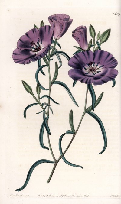 Clarkia çeşidi, Güney Amerika yerlisi, S.Watts tarafından oyulmuş, Sarah Anne Drake