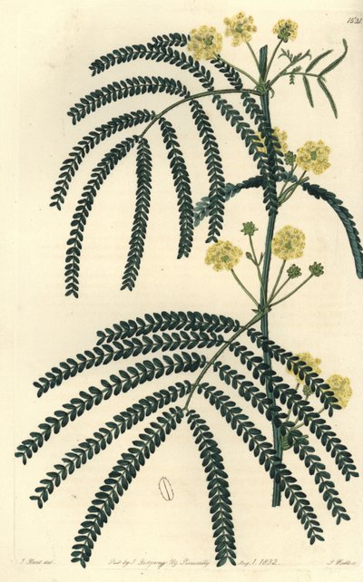Akasya çeşidi (veya cassier) - Eğrelti otu yapraklı akasya, Acacia pentadenia. Sydenham Edwards