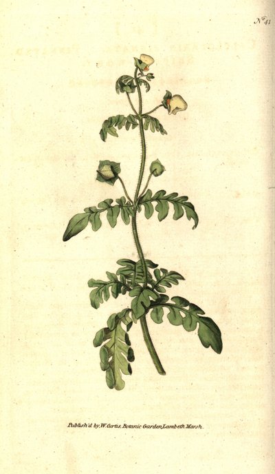 Kalseolar çeşidi - Pinnated terlik-wort, Calceolaria pinnata. William Curtis