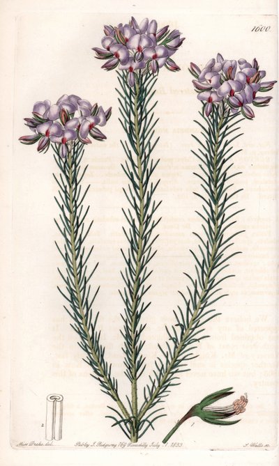 Avustralya