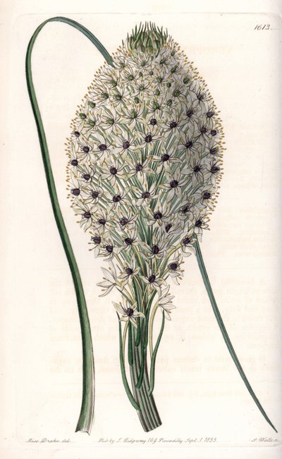 Liliacee çeşidi (Helonias asphodeloides) - S.Watts tarafından oyulmuş, Sarah Anne Drake (1803-1857), Sydenham Edwards Botanik Sicilinden (1768-1819), İngiltere by Sydenham Teast Edwards