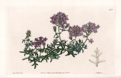 Verbena multifide - S. Watts tarafından oyulmuş, Sarah Anne Drake (1803-1857), Sydenham Edwards Botanik Kaydı'ndan (1768-1819), İngiltere by Sydenham Teast Edwards