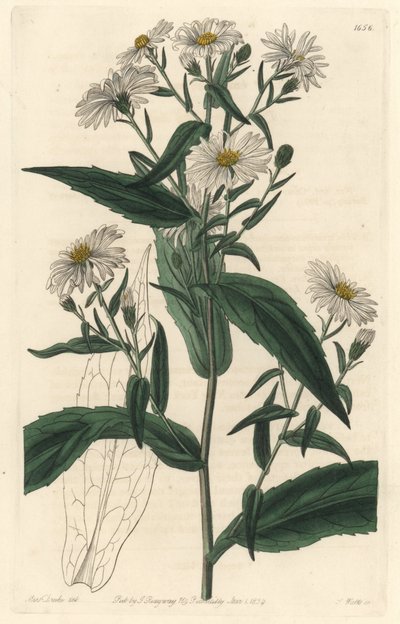 Virgine Aster veya Harvester - Botanical Register