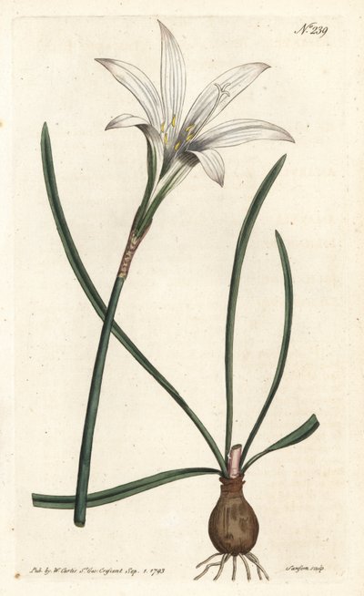 Virginia Amaryllis - Atamasco zambağı, Zephyranthes atamasco (Amaryllis atamasco) - Sydenham Edwards rom William Curtis