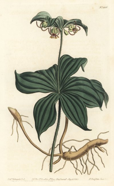 Virginia Medeole veya yabani salatalık - Hint salatalık, Medeola virginiana. William Curtis