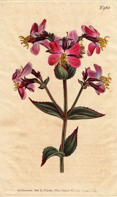 Virjinya rhexia, mor ve pembe çiçeklerle, rengarenk pembe ve leylak rengi çiçeklerle Virginian rhexia. Rheksia virginika. William Curtis