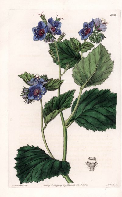 Viskoz Phacelia - S.Watts tarafından oyulmuş plaka, Sarah Anne Drake (1803-1857), Sydenham Edwards Botanik Kaydı